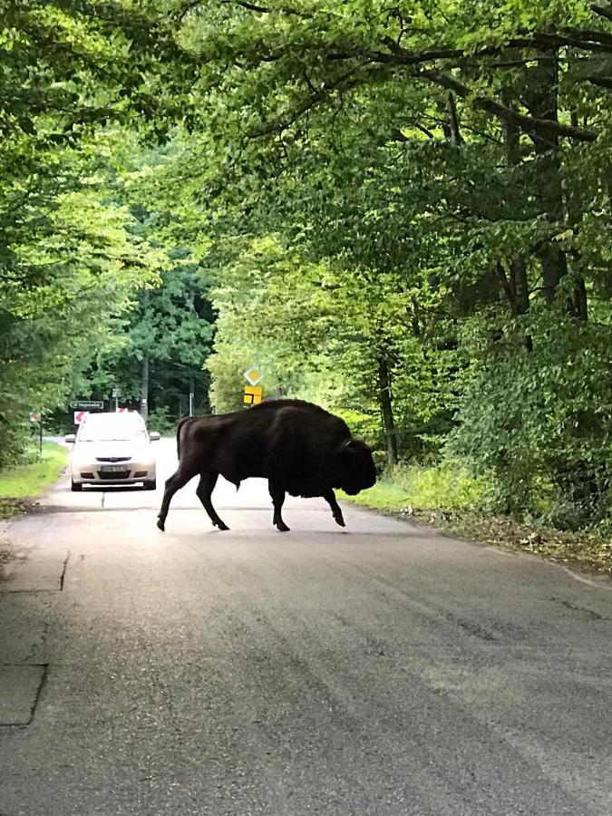 Zagroda w Puszczy Białowieża Zewnętrze zdjęcie
